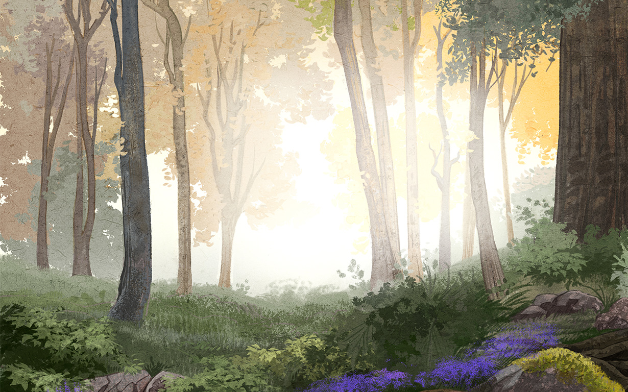 Ein verwunschener und sonnendurchfluteter Wald